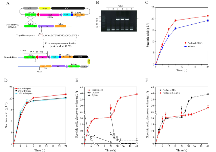 Fed-batch 시스템을 이요한 숙신산 생산 A와 B, Psod:sucE-ΔldhA-6 형질전환체 제작 및 유전체 분석; C, ΔldhA-6와 Psod:sucE-ΔldhA-6 숙신산 생산 비교, D, 고농도 당화액 4, 5, 10%으로부터 Psod:sucE-ΔldhA-6를 이용하여 숙신산 생산 비교; E, 4% 당화액-숙신산 24 시간 발효 후 20% 당와액 20 mL 첨가 (빨간 화살표); F, 4% 당화액 발효 중 6, 9, 24 시간 째 20% 당화액 20 ml을 각각 첨가함