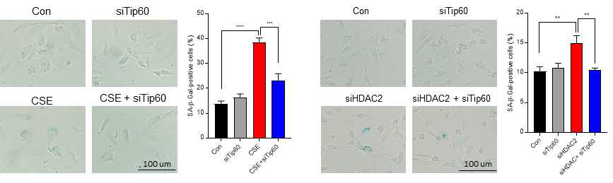 CSE, siHDAC2 처리 세포에 Tip60 넉다운에 의한 세포 senescence 변화