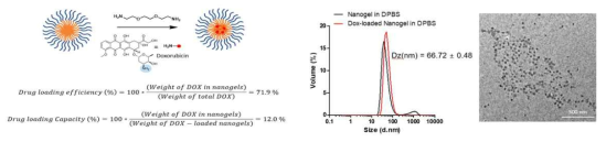 독소루비신의 약물 전달체로의 담지
