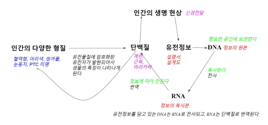 초등학생을 위한 교사 A의 설명 모델링의 다이아그램