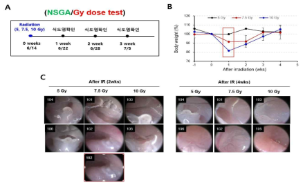 방사선 조사를 통한 식도염 마우스 구축