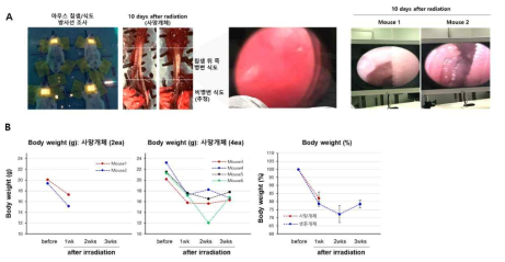 방사선 조사 후 마우스의 상태 관찰