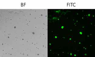FITC 형광 표지된 인체 식도 모사체 확립