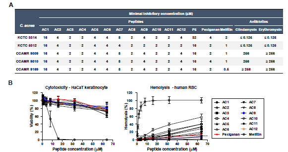 개발된 항균펩타이드의 여드름균에 대한 항균력(A) 및 인간 유래 세포에 대한 독성(B) 확인