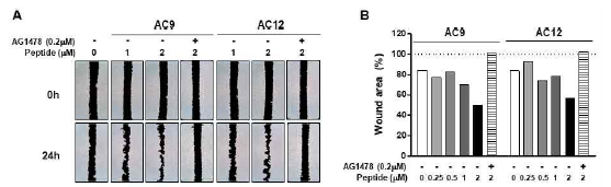 후보 항균펩타이드의 wound healing 활성 확인
