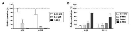 후보 항균펩타이드의 항biofilm 활성 검증