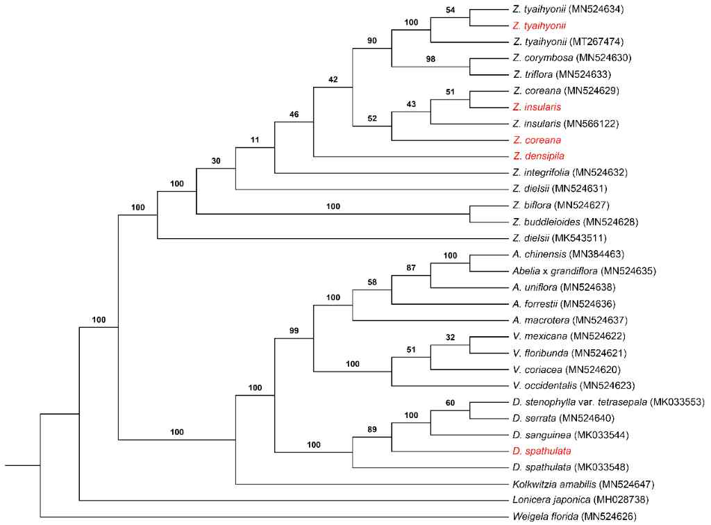엽록체 게놈을 이용한 ML tree