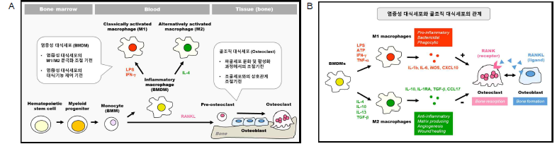 골수에서 대식세포로의 분화. (A) 대식세포 분화과정. (B) 염증성 대식세포와 골조직 대식세포와의 관계