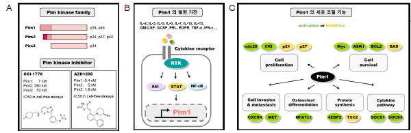 Pim1 kinase 개요. (A) Pim kinase family (B) Pim1의 발현 기전 (C) Pim1의 세포 조절 기능