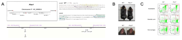 Pim1-KO 마우스 구축 및 골수성세포 프로파일링