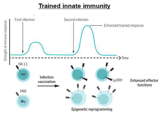 Trained immunity의 개념