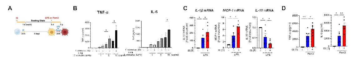 IS는 trained immunity를 유도함. A, 사람 단핵구에서의 trained immunity 실험 모식도. B, TNF-α와 IL-6 단백질 발현정도. C, L-1β, MCP-1, IL-10의 mRNA 발현정도. D, 이차자극으로 Pam3cys를 처리 후 TNF-α와 IL-6 단백질 발현