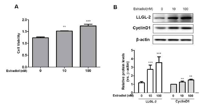 Estradiol로 유도된 BPH-1세포주의 세포증식 (A) MTT assay, (B) western blotting을 통한 proliferation 인자 및 LLGL2의 발현 변화