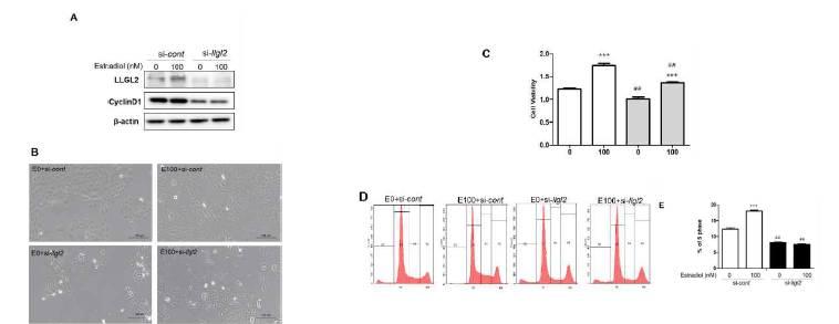 Estradiol로 유도된 BPH-1 세포주의 증식과정에서 LLGL2의 역할 (A) LLGL-2의 발현조절에 따른 LLGL2와 cyclinD1의 발현. LLGL2 발현 조절에 따른 세포 증식 육안평가 (B), MTT assay (C) 및 세포주기연구(D, E)