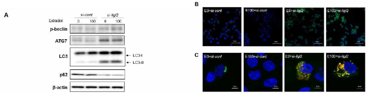 Estradiol로 유도된 BPH-1의 증식과정에서 LLGL2 유전자 발현 억제에 따른 autophagy 관련인자의 발현 변화