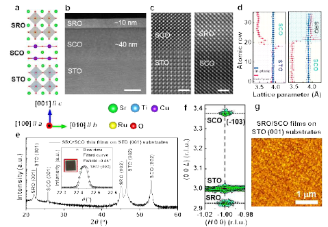 (a) Schematic demonstration of the SRO/SCO bilayer films on STO substrates. (b-d) High-resolution scanning transmission electron microscopy (HAADF-STEM) images. e) XRD, (f) atomic force microscopy (AFM), (g) reciprocal space mapping (RSMs) of the as-grown SRO/SCO bilayer films on STO (001) substrates. The rocking curves are shown in the inset of Figure 3(e)