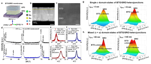 (a) Visualization of the crystal structures of freestanding BTO/SRO heterostructure membranes. (b,c) An atomically sharp and coherent interface was formed between the ferroelectric BTO and metallic SRO membrane on silicon substrate. (d) XRD of the thinner BTO (~5 nm)/SRO (~50 nm) and thicker BTO (~140 nm)/SRO (~50 nm) membranes. (e,f) Rocking curves. (g,h) 3D high-resolution RSMs of the epitaxial BTO [tBTO = 5, 10, 55, and 140 nm] films on SRO membranes/Si