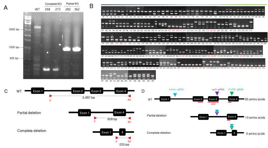 CRISPR-Cas9 방법으로 제조된 Higd-1a KO mice의 breeding과 genotyping. A. complete KO (225 bp)과 partial KO (958 bp) 두 종류의 생쥐들에 대한 full-length PCR을 진행하여 확인. B. heterogeneous mice를 교배하여 얻은 생쥐들에 대한 genotyping 후 homogeneous KO 생쥐 선별. C. full-length PCR을 위한 primers 재작 모식도. D. 제작된 KO mice에 대한 Higd-1a 단백질 발현 모식도
