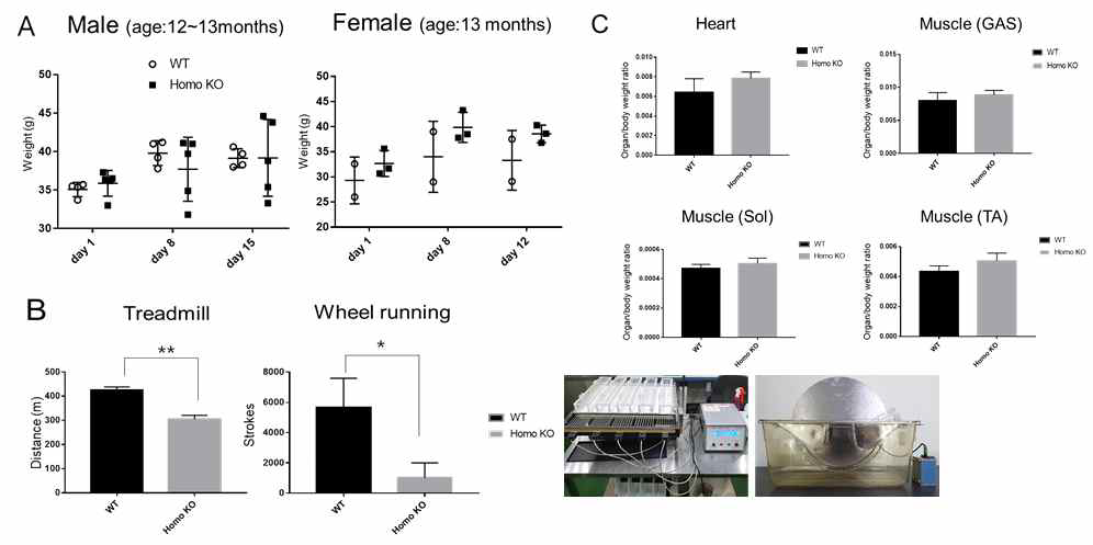 Higd-1a KO 생쥐의 behavioral assay와 신체특성. A. High-fat diet에 의한 체중 변화 관찰. B. Male KO 생쥐들에 대한 motor performance (treadmill과 wheel running 사용). C. Male KO 생쥐들에 대한 Organ weight changes (Heart와 Muscle). GAS; gastrocnemius muscle, Sol; soleus muscle, TA; tibialis anterior muscle