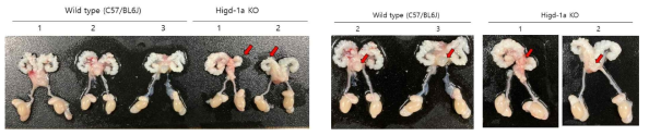 Higd-1a KO 생쥐의 seminal vesicle 과 ventral prostate 의 위축 내지 퇴화. 작아진 seminal vesicle이 빨간 화살표로 표시되었다 (왼쪽) 작아진 ventral prostate가 빨간 화살표로 표시 되었다 (오른쪽)