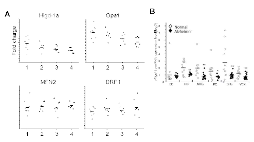 사람 알츠하이머 환자의 뇌에서 Higd-1a mRNA 발현 확인. (A) 1: 대조군, 2: 경미, 3: 중간, 4: 심화, (B) EC: 내후각 피질, HIP: 해마, MTG: 측두엽회 , PC: 대상 , SFG: 전두엽, VCX: 시각피질. C. HiGd-1a, p-Tau, Tau 의 Immunoblotting 실험. Higd-1a의 knock-down으로 p-Tau가 증가함