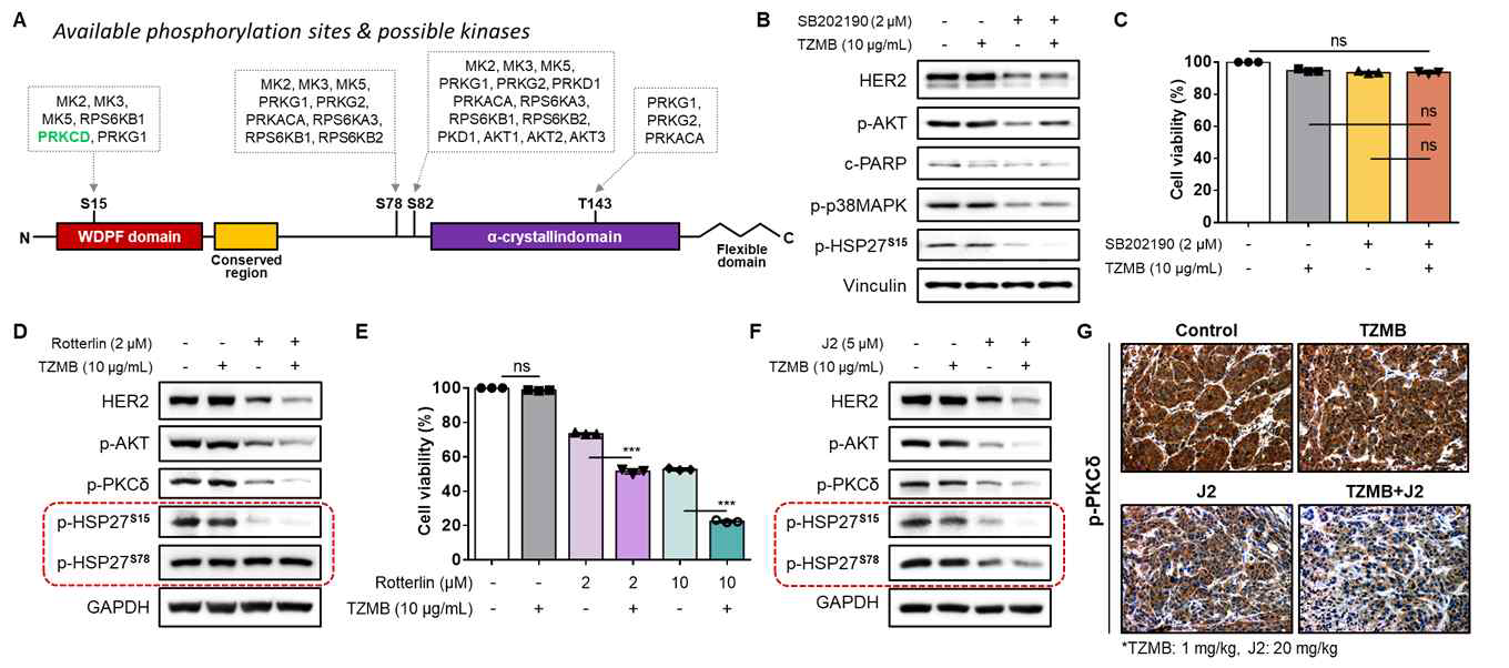 트라스투주맙 내성 유발에 특징적으로 관여하는 HSP27 PTM의 상위 조절자 규명 B. p38MAPK-MAPKAPK pathway 억제에 의한 HSP27의 인 산화 및 HER2 신호전달체계의 변화 C. p38MAPK-MAPKAPK pathway 저해에 따른 내성 세포의 viability 변화 D. 선택적 PKCδ 저해제와 트라스투주 맙 병용처리에 따른 HSP27의 인산화 및 HER2 신호전달체계의 변화 E. 선택적 PKCδ 억제에 따른 내성세포의 viability 변화 F. J2와 트라스투주맙 병 용처리에 따른 p-PKCδ 및 HER2 신호전달체계의 변화 G. JIMT-1 xenograft model에서 확보한 종양 조직 내 p-PKCδ의 발현량 변화
