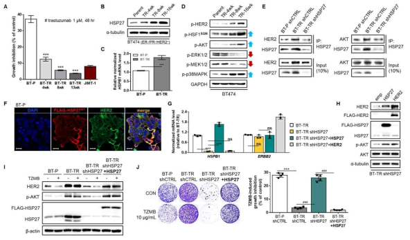 HSP27의 샤페론 기능 변화와 trastuzumab 내성 발생과의 상관성 분석 A. 내성 확립 과정 중 BT474에 대한 트라스투주맙의 약물 반응성 평가 B,C. 내성 확립에 따른 AU565 및 BT474의 HSP27 단백질(B) 및 mRNA 레벨 변화 확인(C) D. BT474 세포주의 내성 확립에 따른 HER2 및 그 하위 신호 전달 인자들의 변화 확인 E. Parent세포 및 내성세포 내 HSP27과 그 client 단백질의 상호작용 정도의 변화 확인 F. HSP27의 과발현에 따른 HER2 발현량 및 colocalization 패턴 변화 확인 G. HSP27의 침묵 및 rescue에 따른 HSP27 및 HER2의 mRNA 레벨 변화 확인 H. HSP27과 HER2 과발현에 따른 HER2 및 AKT의 발현 수준 변화 확인 I,J. HSP27의 침묵 및 rescue에 따른 세포의 트라스투주맙에 대한 약물 반응성 변화 평가