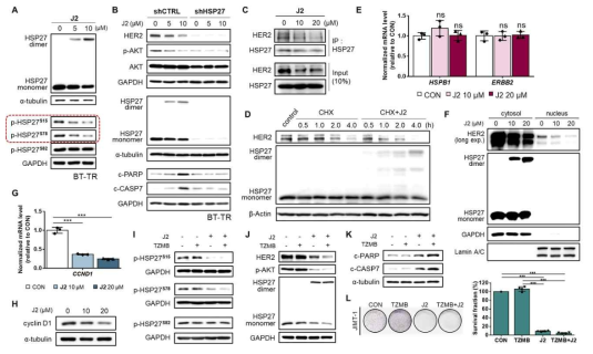 효과적인 HSP27의 내성 관련 PTM modulator, J2 J2 처리에 따른 A. HSP27의 비정상적인 이량체화 및 S15/S78 인산화의 특이적 억제 효과 B. HER2의 발현량 및 하위 AKT 신호전달체계의 변화 C. HSP27-HER2의 직접적인 상호작용 억제 효과 D. HER2의 단백질 안정성 감소 효과 E. HER2 및 HSP27의 mRNA 레벨 변화 F. J2 처리에 따른 JIMT-1의 세포질 및 핵 분획 내 HER2, HSP27의 레벨 변화 확인 G, H. J2 처리에 따른 JIMT-1 내 cyclin D1의 mRNA (G) 및 단백질(H) 레벨 변화 확인 I. 트라스투주맙과 J2 병용 처리에 따른 JIMT-1 내 HSP27의 S15/S78 자리 인산화의 감소 효과 J. 트라스투주맙과 J2 병용처리에 따른 JIMT-1 세포주의 HER2 및 AKT signal의 감소 효과 K. 트라스투주맙과 J2의 co-treat에 따른 JIMT-1 세포주 내 세포사멸 마커들의 증가 L. 트라스투주맙과 J2의 co-treat에 따른 JIMT-1의 증식 억제 효과