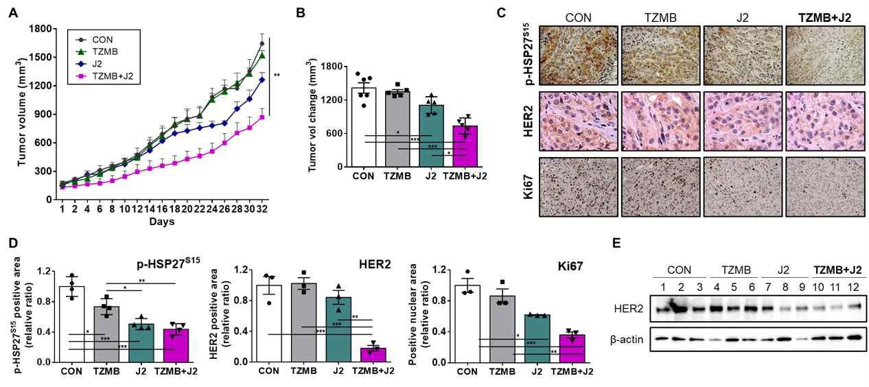 HSP27 PTM 조절에 따른 in vivo xenograft mouse model의 trastuzumab 반응성 차이 (A) 트라스투주맙 및 J2를 단독 혹은 병용투여한 JIMT-1 xenograft model의 종양 성장 저해 효과 (B) 약물 투여 개시 시점을 기준으로 산출한 각 투 여군 별 최종적인 종양부피 변 화 (C, D) 각 투여군 별로 확보 한 조직 내 p-HSP27S15, HER2 및 Ki-67의 발현량에 대한 IHC 분석 결과 (E) 각 투여군 별 대 표 종양 조직 3종에 대한 HER2 단백질 발현량의 western blot 분석 결과