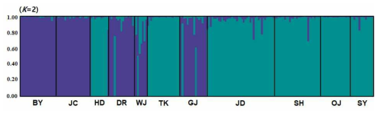 핵 microsatellite 유전자를 이용한 잘피 개체군의 STRUCTURE 분석 결과(K=2) BY: 비양도, JC: 조천, HD: 함덕, DR: 다려도, WJ: 월정, TK: 토끼섬, GJ: 구좌, JD: 종달, SH: 시흥, OJ: 오조, SY: 신양