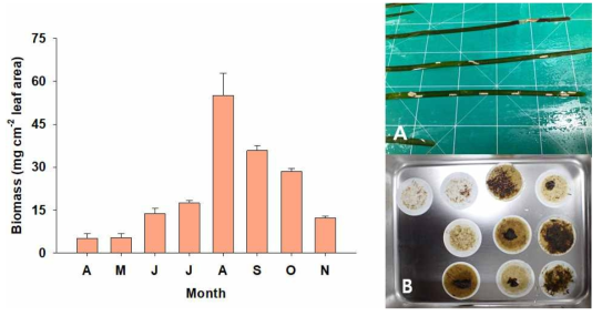 2021년 4월부터 11월까지 잘피 부착생물 생물량 변동(좌)과 잘피 부착생물의 구성 (우; A: egg sac 우점, B: 해조류 우점)