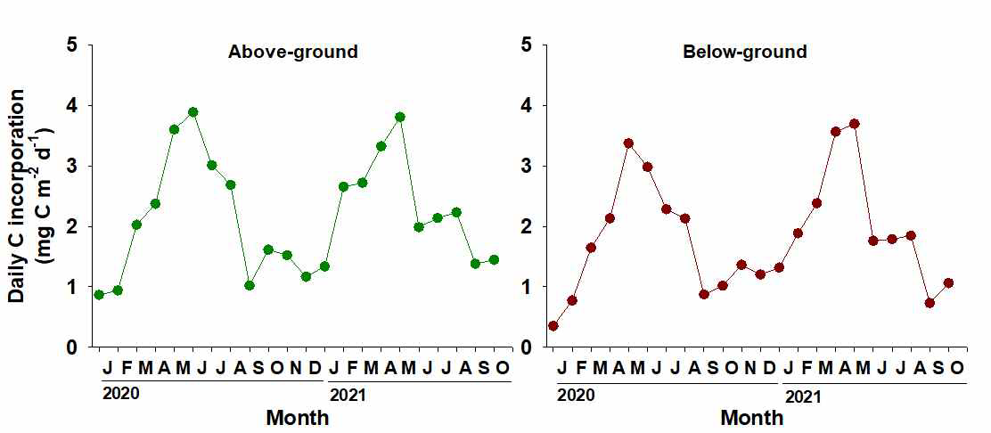 2020년 1월부터 2021년 10월까지 제주 동부 연안 오조리 잘피 생육지의 잘피 지상부 조직 (좌)과 지하부 조직(우)의 일일 탄소 합동(C incorporation)