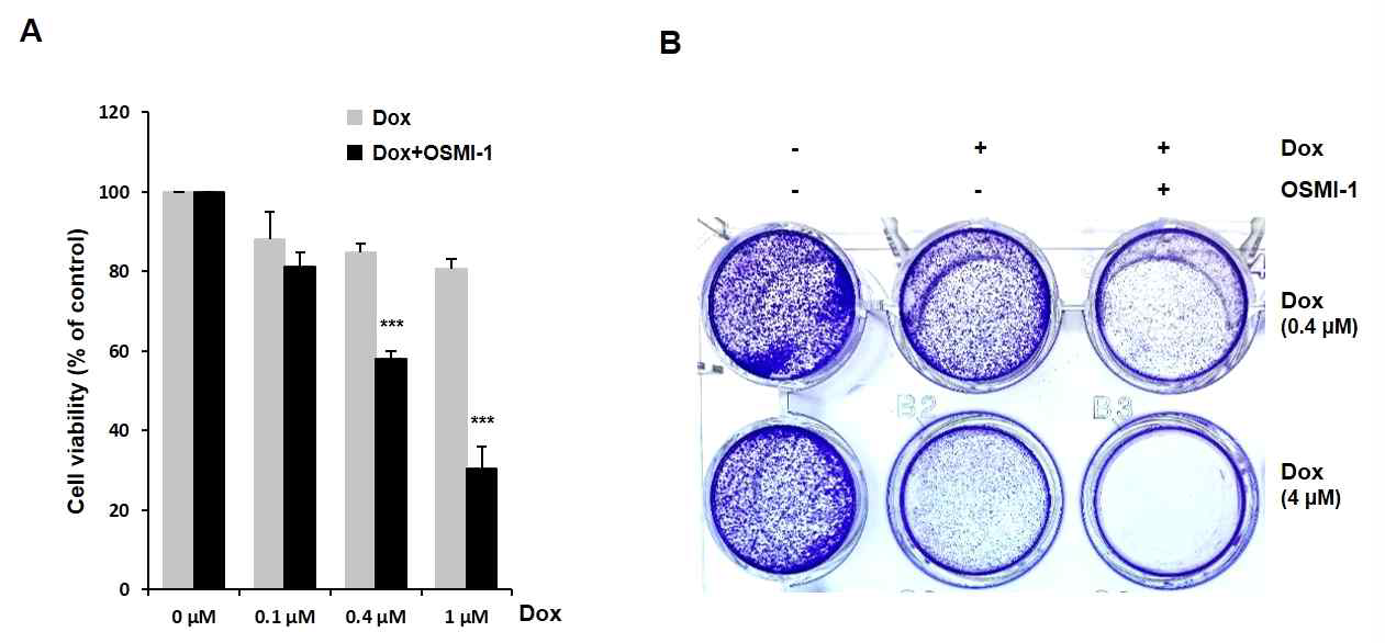 DOX와 OSMI-1 처리에 의한 세포 성장 및 사멸 분석