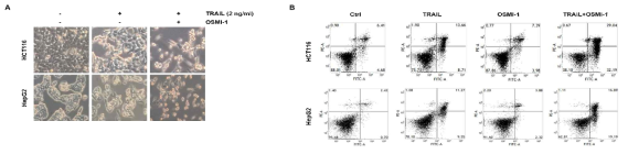 대장암과 간암 세포에서 당수식화 조절 시 Trail에 의한 세포사멸 확인