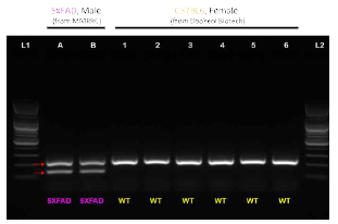 specific primer를 이용한 PCR 증폭을 통한 5xFAD 유전자형을 확인함 정상 쥐의 경우 216 bp, heterozygous mutant의 경우 129 bp와 216 bp로 증폭됨