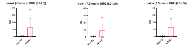 7.5개월령 알츠하이머병 동물모델(5xFAD)의 DRG 조직에서 통증 관련 유전자의 발현을 확인하였음. DRG(L3-L5)를 적출하여, RNA 정제후 cDNA를 합성하여 각 해당 primer와 함께 실시간 유전자 증폭 기법을 통해 유전자 발현양을 비교하였음