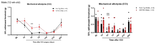 littermate WT 쥐와 알츠하이머병 동물모델(5xFAD) Male 쥐에서 신경병증성 통증 모델인 CCI 수술 후, von Frey filament를 통한 mechanical allodynia를 측정함. 50% paw withdrawal threshold를 3개월령 littermate WT male 쥐와 알츠하이머병 동물모델(5xFAD) male 쥐에서 CCI 수술 후 1, 3, 7, 14, 21, 28일 von Frey filament를 이용하여 측정하였음