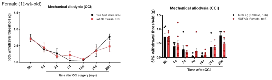 vlittermate WT 쥐와 알츠하이머병 동물모델(5xFAD) Female 쥐에서 신경병증성 통증 모델인 CCI 수술 후, von Frey filament를 통한 mechanical allodynia를 측정함. 50% paw withdrawal threshold를 3개월령 littermate WT male 쥐와 알츠하이머병 동물모델(5xFAD) male 쥐에서 CCI 수술 후 1, 3, 7, 14, 21, 28일 von Frey filament를 이용하여 측정하였음