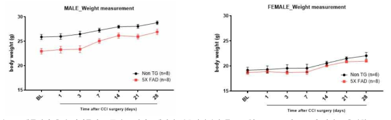 행동평가 측정 기간동안 통증이 유발된 3개월령 알츠하이머병 동물모델(5xFAD-CCI) 몸무게 변화를 측정함. Baseline부터 CCI 수술 후 1, 3, 7, 14, 21, 28일까지 3개월령 littermate 쥐와 5xFAD 쥐의 몸무게 변화를 확인하였음