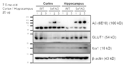 7.5개월령 알츠하이머병 동물모델(5xFAD) 쥐에서 아밀로이드 베타, Glut1, Iba1 발현을 cortex와 hippocampus에서 비교 확인하였음. 대뇌피질과 해마조직의 total protein lysate에서 30-40 ug을 정량하여 SDS-PAGE에 전기영동하여 PVDF membrane을 통해 electro-transfer후 anti-Ab (6E10), anti-Glut1, anti-Iba1 그리고 anti-β-actin 항체로 확인하였음