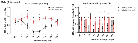 8.5개월령 littermate Non-Tg male 쥐와 알츠하이머병 동물모델(5xFAD) male 쥐에서 신경병증성 통증 모델인 CCI 수술 후, von Frey filament를 통한 mechanical threshold를 측정함. 50% paw withdrawal threshold를 8.5개월령 littermate Non-Tg male 쥐와 알츠하이머병 동물모델(5xFAD) male 쥐에서 CCI 수술 후 1, 3, 7, 14, 21, 28, 35일 von Frey filament를 이용하여 측정하였음