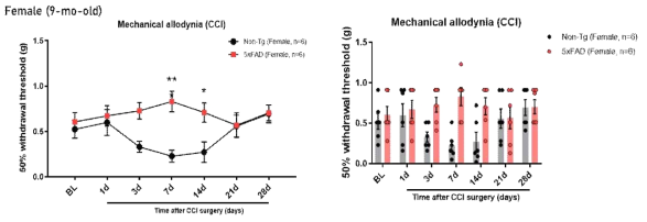 9개월령 littermate Non-Tg female 쥐와 알츠하이머병 동물모델(5xFAD) female 쥐에서 신경병증성 통증 모델인 CCI 수술 후, von Frey filament를 통한 mechanical threshold를 측정함. 50% paw withdrawal threshold를 9개월령 littermate Non-Tg female 쥐와 알츠하이머병 동물모델(5xFAD) female 쥐에서 CCI 수술 후 1, 3, 7, 14, 21, 28일 von Frey filament를 이용하여 측정하였음