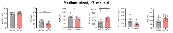 7-11개월령 male littermate non-Tg 쥐와 알츠하이머병 동물모델(5xFAD) 쥐에서 1차 배양한 DRG 신경세포 내 전기생리학적 막전압 활성을 비교함. 7-11개월령 male littermate non-Tg 쥐와 알츠하이머병 동물모델(5xFAD) 쥐에서 DRG 신경세포를 1차 배양한 후, 다음 날 whole-cell patch clamping 기법을 통해 전기생리학적으로 DRG 신경세포 내 막전압, rheobase, input resistance 등을 비교함. heterogous한 DRG 신경세포내에서 medium-sized를 비교한 결과, 통계적으로 그룹 간 차이가 있음을 확인함