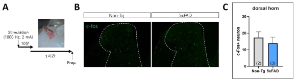 8개월령 littermate non-Tg 쥐와 알츠하이머병 동물모델(5xFAD) 쥐에서 말초신경 자극하에 척수 신경세포의 c-fos 발현을 비교함. 말초신경 자극 이후, 척수 신경세포의 c-fos 발현 비교 (A) 말초신경 자극 조건 (B, C) 8개월령 알츠하이머병 동물모델(5xFAD) 그룹의 척수 후각(dorsal horn)에서 littermate non-Tg 그룹 대비 더 낮은 c-fos 발현이 확인됨