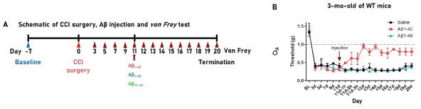 3개월령 male WT 쥐에서 신경병증성 통증 모델인 CCI 수술 후, Aβ1-42, Aβ1-40 혹은 Aβ17-40을 intrathecal injection 한 후, von Frey filament를 통한 mechanical threshold를 측정함. (A) CCI surgery 및 Abetal injection 및 von Frey filament test에 대한 타임라인 (B) 50% paw withdrawal threshold를 3개월령 male WT 쥐에서 CCI 수술 후 1, 3, 7, 및 Aβ1-42 혹은 Aβ1-40을 intrathecal injection 후, 11, 14, 21, 28일 von Frey filament를 이용하여 측정하였음