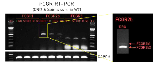 3개월령 WT 쥐에서 통증 관련 뇌 영역인 후근절 및 척수 내에서 Fcγr2b2 발현을 확인하였음. DRG 및 spinal cord를 적출하여, RNA 정제후 cDNA를 합성하여 각 해당 primer와 함께 유전자 증폭 기법을 통해 유전자 발현을 확인하였음. Fcγr2b와 Fcγr3는 DRG와 spinal cord에서 발현하고 있는 것을 확인함. 이에 반해, Fcγr1은 DRG와 spinal cord에서 발현되지 않음을 확인함. DRG내에서 Fcγr2b2가 Fcγr2b1 subtype에 비해 많이 발현함