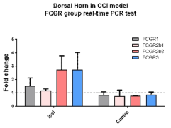 3개월령 WT 쥐에서 통증 관련 영역인 척수내 dorsal horn에서 Fcγr의 subtype들의 발현을 조사함. 통증 관련 영역인 spinal cord의 dorsal horn만을 적출하여, RNA 정제후 cDNA를 합성하여 각 해당 primer와 함께 실시간 유전자 증폭 기법을 통해 유전자 발현을 확인하였음. contralateral 대비 ipsilateral에서 Fcγr2b2와 Fcγr3의 발현이 증가하였음