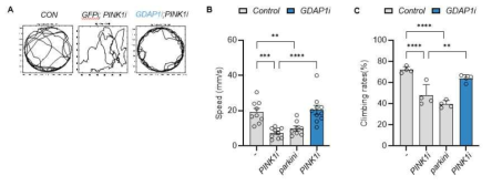 GDAP1 knock-dwon PINK1 결손 초파리 운동성 측정 A: Movement trajectories of flies B: Walking speed C: Climbing ability