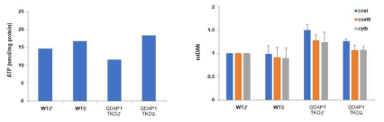 WT:정상 초파리 GDAP1 TKO: GDAP1 결손 초파리 A. 조직내 ATP level 측정 B. mtDAN 측정