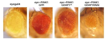 초파리 눈에서 GDAP1 발현에 따른 PINK1 활성 외형관찰 eyegal4: 정상파리, eye>PINK1 GFPi, eye>PINK1 GDAP1WT, eye>PINK1 GDAP1RNAi : PINK1 과발현 초파리